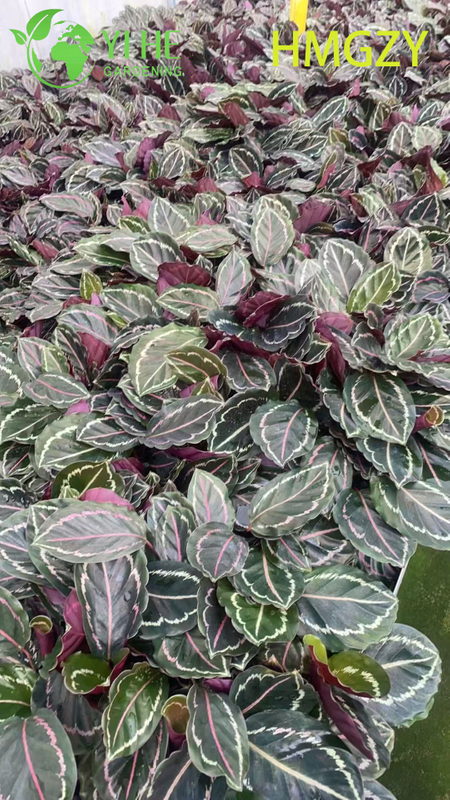 Wholesale Calathea Dottie Black Live Prayer Plant Starter Plug Seedlings