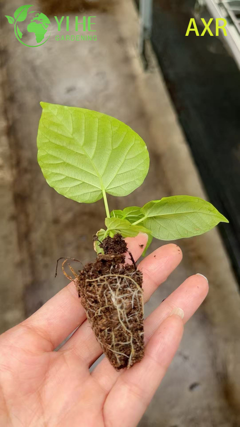Wholesale Ficus Umbellata Heart-Leaf Fig Live Starter Plant Plug Seedlings