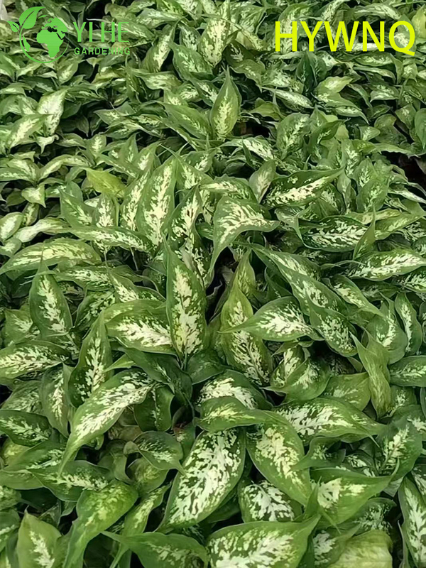Wholesale Dieffenbachia Tropic Snow Live Dumb Cane Starter Plant Seedlings
