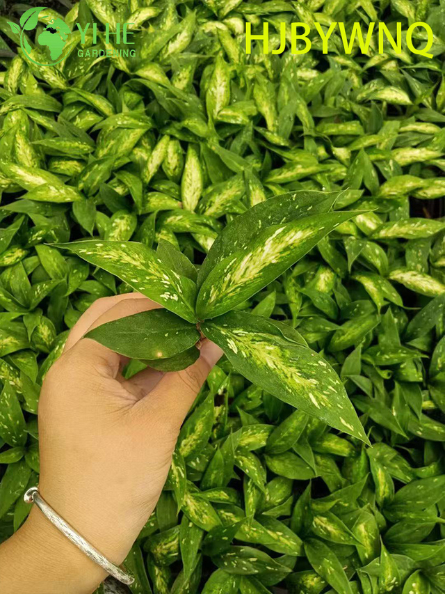 Wholesale Dieffenbachia Star Bright Live Variegated Dumb Cane Plug Seedlings