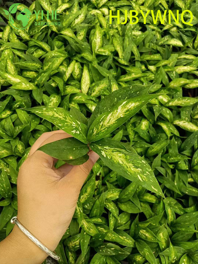 Wholesale Dieffenbachia Star Bright Live Variegated Dumb Cane Plug Seedlings