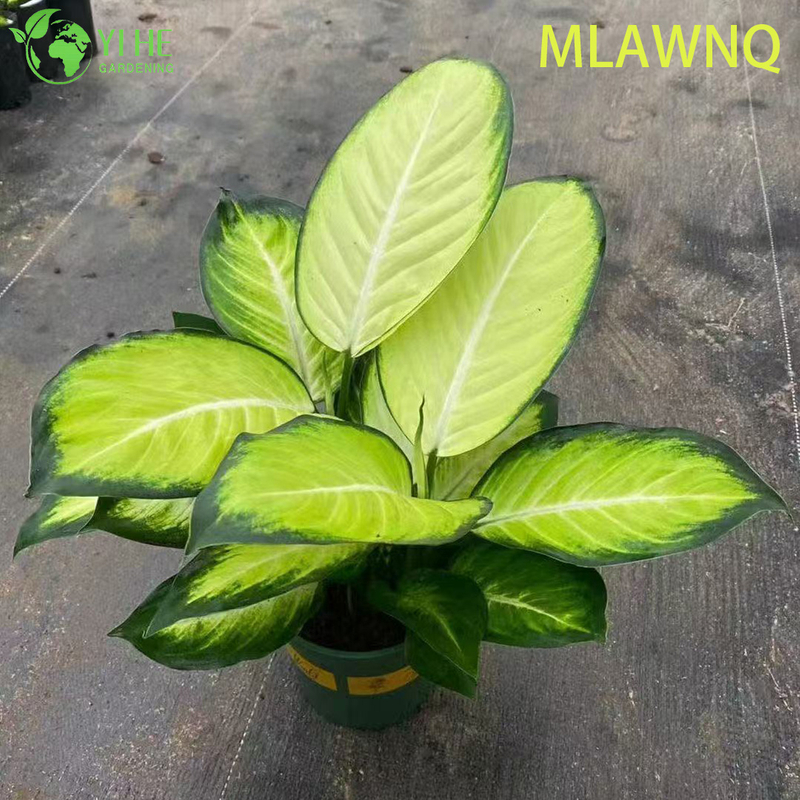 Wholesale Dieffenbachia Marianne Live Variegated Dumb Cane Plug Seedlings