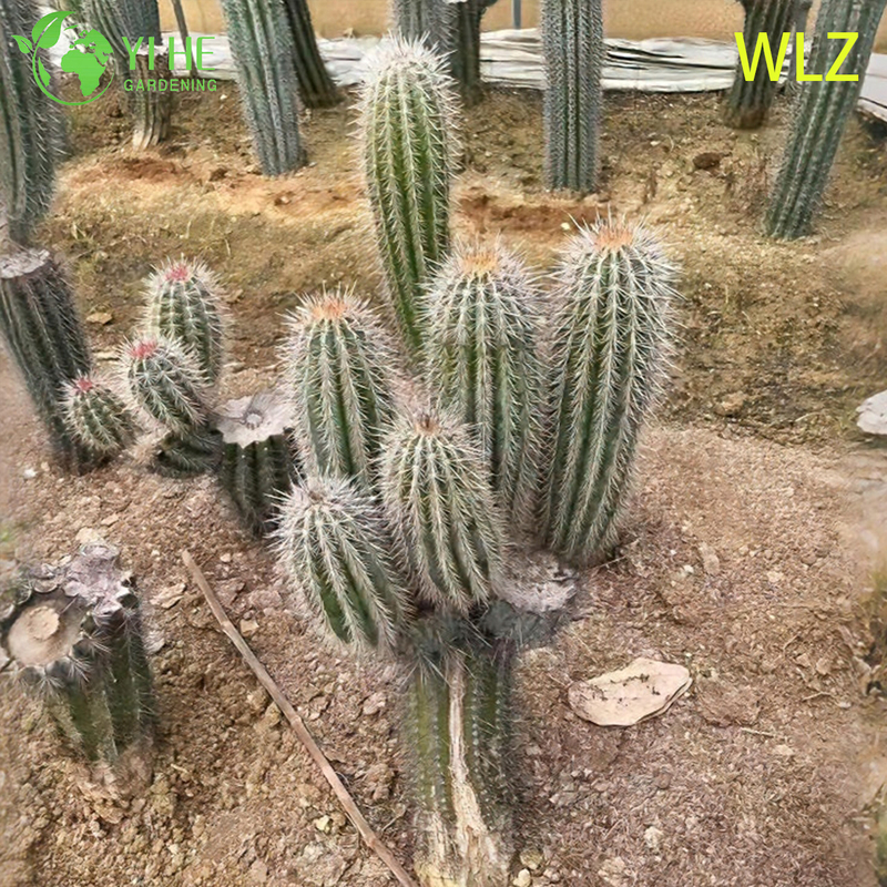 Large Golden Tower Parodia Columnar Cactus for Outdoor Landscaping Bonsai