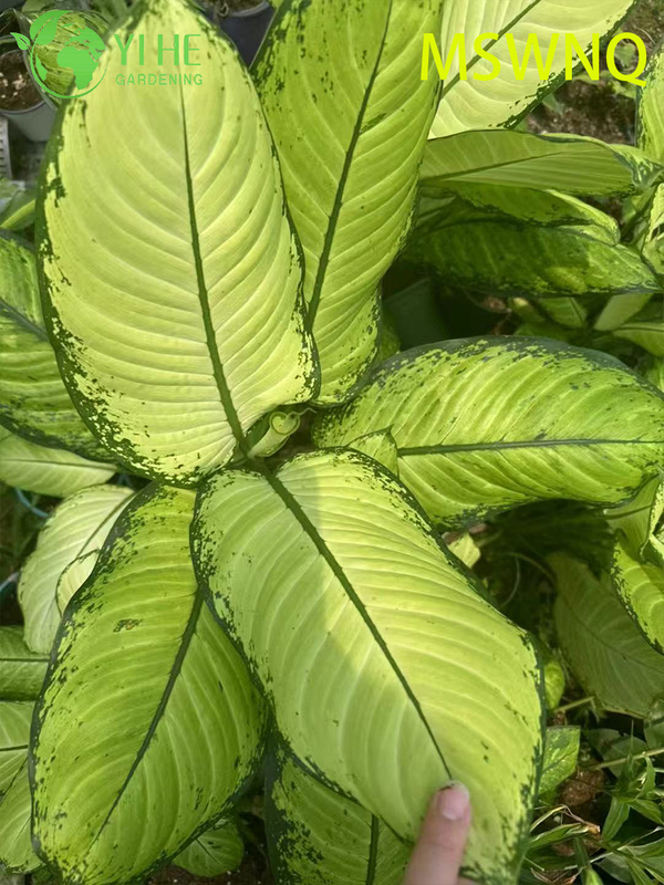 Wholesale Dieffenbachia Marsha Live Variegated Dumb Cane Plug Seedlings