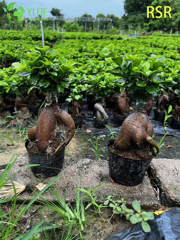 Live Ginseng Ficus Microcarpa An Indoor Bonsai Tree Plant