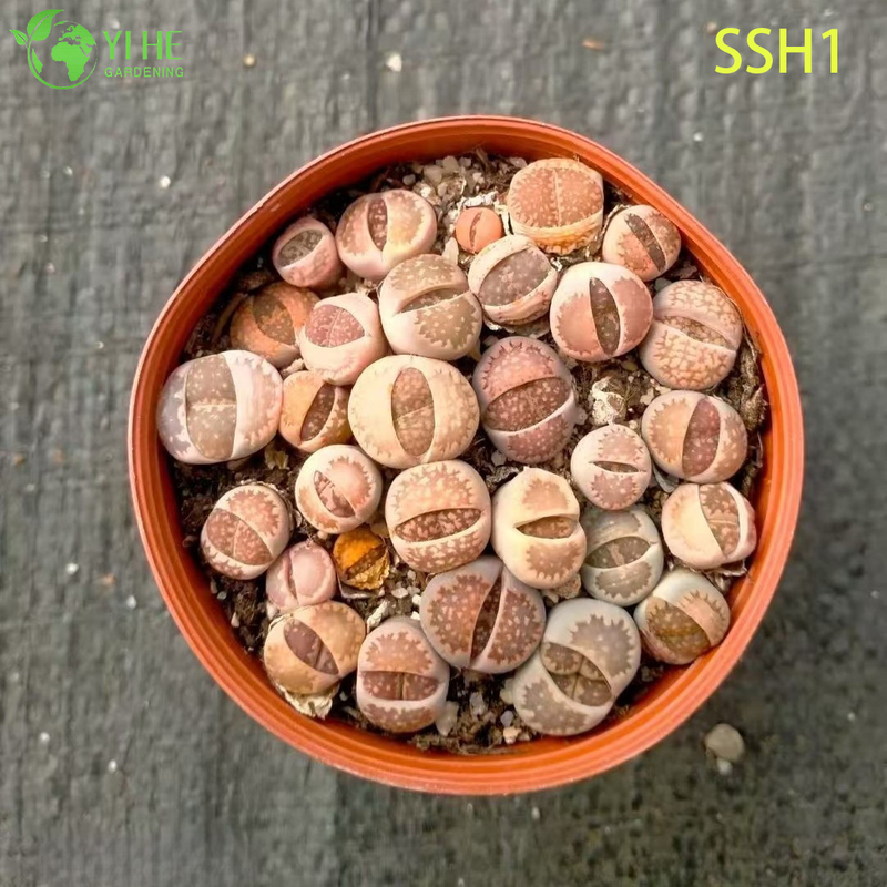 Wholesale Live Lithops Living Stones Plant Assorted Flowering Succulent Bonsai