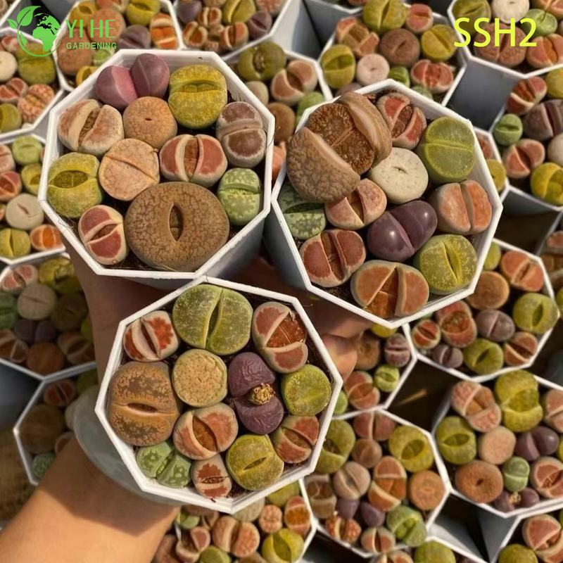 Wholesale White Flowering Lithops Living Stones Assorted Succulent Plant Bonsai