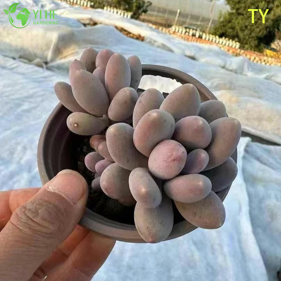 Wholesale Pink Moonstone Succulent Pachyphytum Live Plant Cluster Bonsai