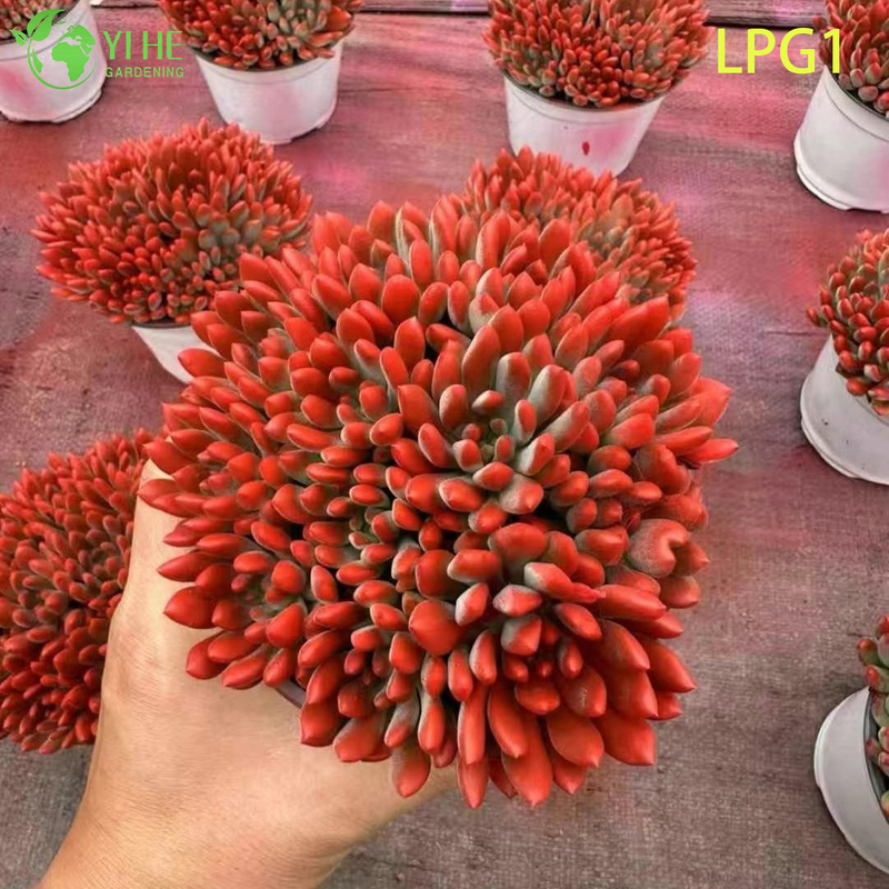 Live Colorful Rosette Echeveria Blue Apple Succulent Plant Bonsai