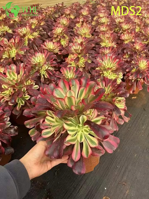 Wholesale Crested Aeonium Medusa Rare Cristate Succulent Live Plant Bonsai