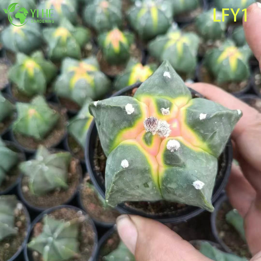 Wholesale Live Variegated Astrophytum Cactus for Collector's Succulent Nursery Bonsai