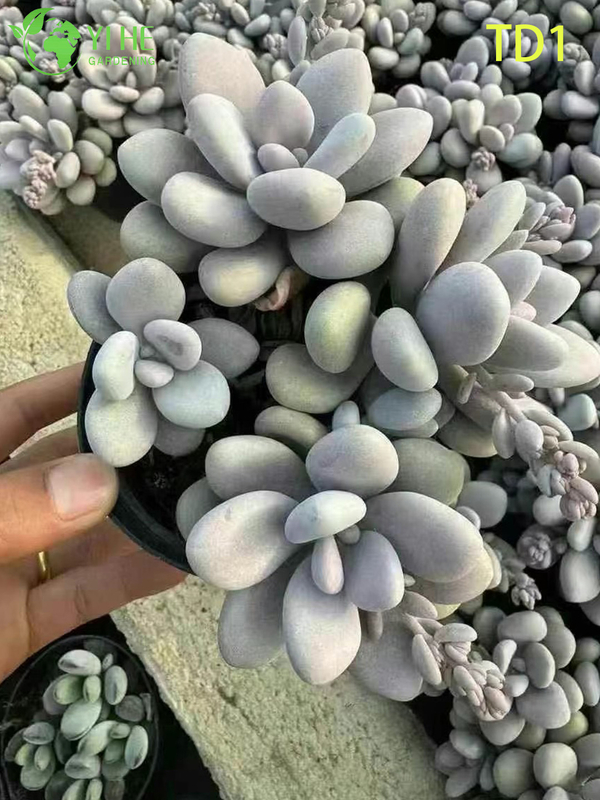 Wholesale Pink Moonstones Succulent Graptopetalum Amethystinum Live Plant Bonsai
