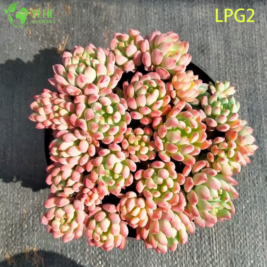 Lush Pink Echeveria Succulent Cluster for Home Decor Bonsai