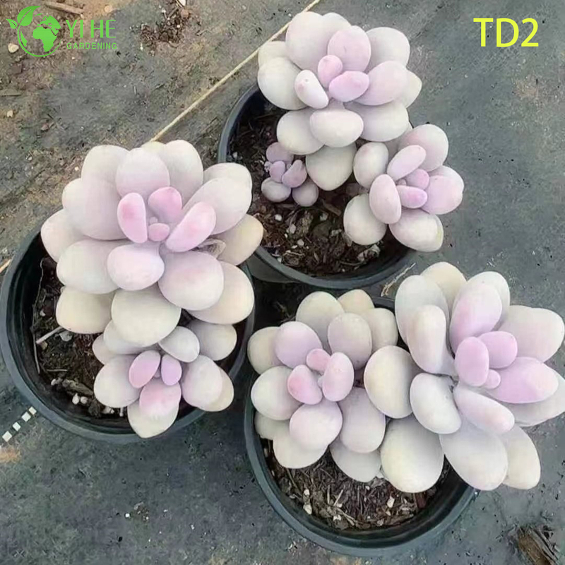 Wholesale Lavender Pink Moonstones Succulent Live Plant Cluster Bonsai