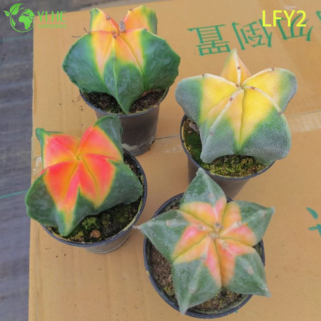 Premium Sunrise Variegated Astrophytum Myriostigma Cactus Wholesale Bonsai
