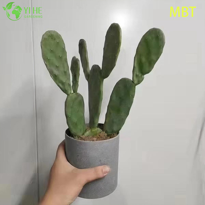 Live Paddle Cactus Plant Wholesale for Modern Home Decor Bonsai