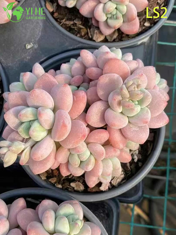 Live Apricot Glow Succulent Plant Wholesale Chubby Rosette Cluster Bonsai