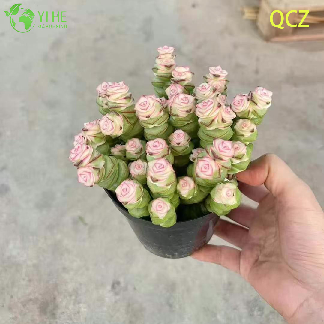 Live Pink Variegated Necklace Vine Succulent Crassula Wholesale Cluster Bonsai