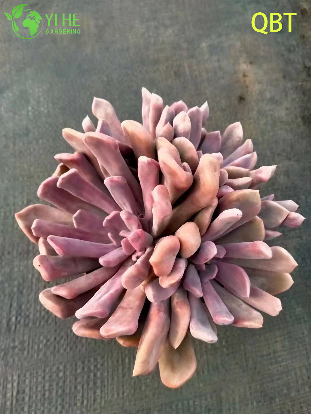 Wholesale Echeveria Cupid Succulent with Heart-Shaped Leaves Bonsai