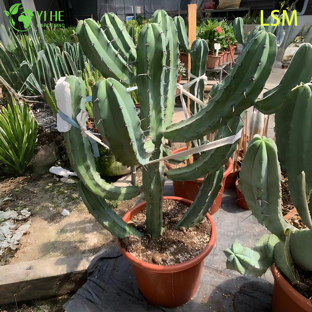 Wholesale Blue Myrtle Cactus Myrtillocactus Geometrizans Live Succulent Plant Bonsai