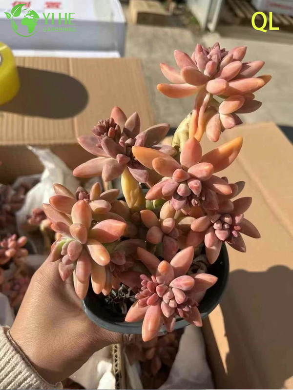 Wholesale Pink Peach Sunset Succulent Graptosedum Francesco Baldi Live Plant Bonsai