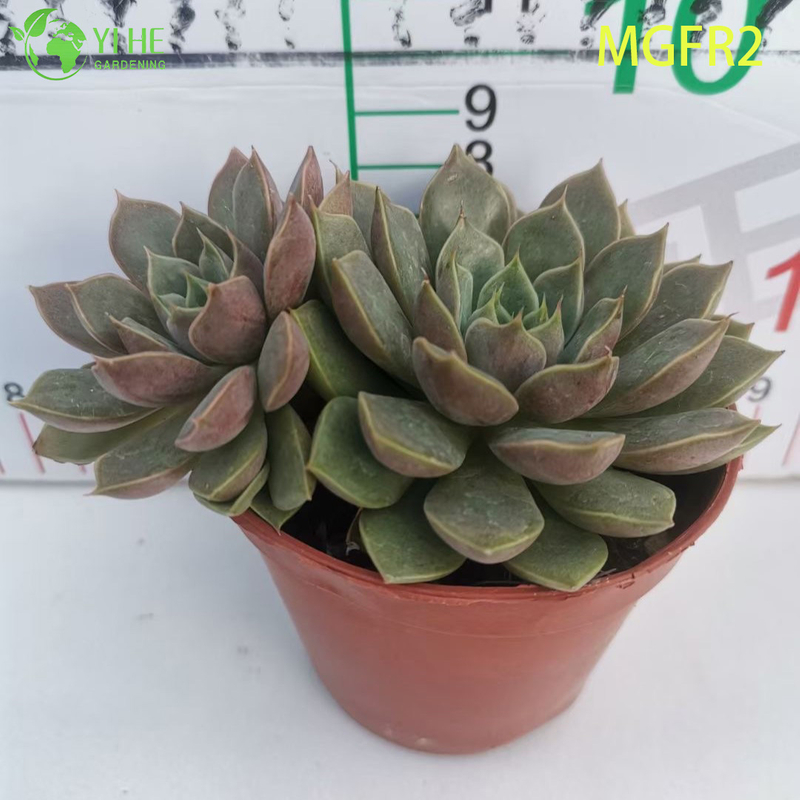 Wholesale Echeveria Madame Rose Succulent Cluster Live Plant Bonsai