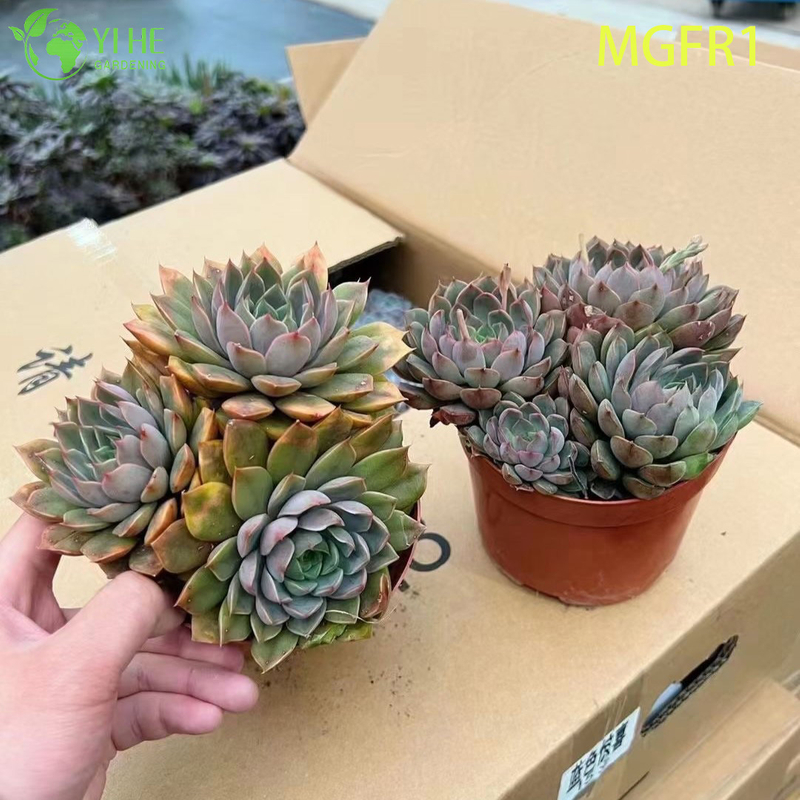 Wholesale Echeveria Madame Rose Live Succulent Lotus Plant Bonsai