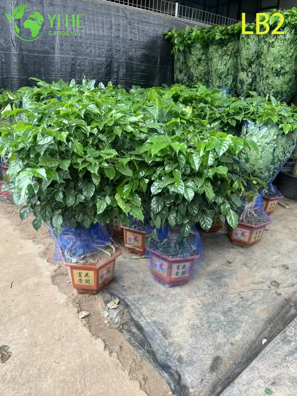 Single Ball Topiary China Doll Standard Wholesale Radermachera Tree Indoor Foliage Tree