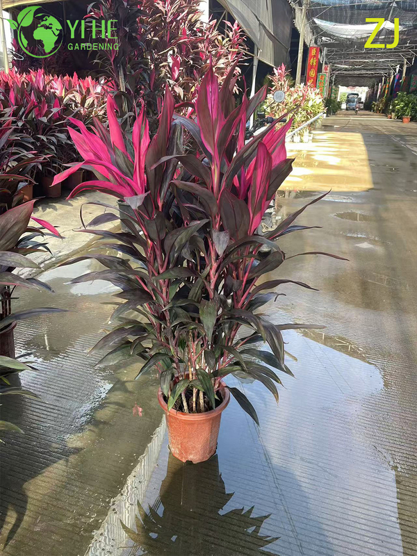 Wholesale Hot Pink Cordyline Ti Plant Live Tropical Foliage Bonsai