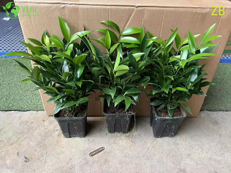 Wholesale Buddhist Pine Podocarpus Live Evergreen Specimen Tree Bonsai