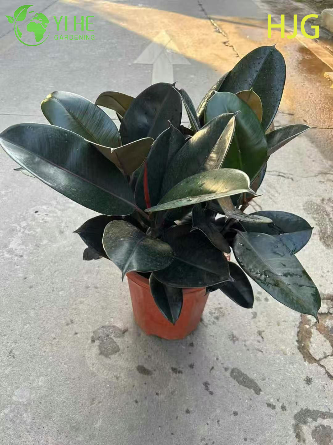 Wholesale Black Prince Rubber Tree Ficus Elastica Houseplant Bonsai