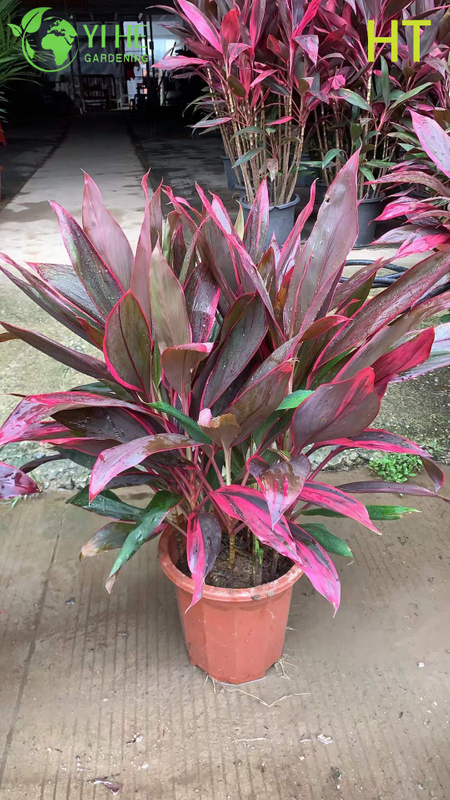 Wholesale Red Ruby Cordyline Ti Plant for Tropical Landscaping Bonsai