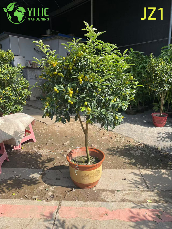 Wholesale Potted Orange Tree Live Fruiting Edible Citrus Plant Bonsai