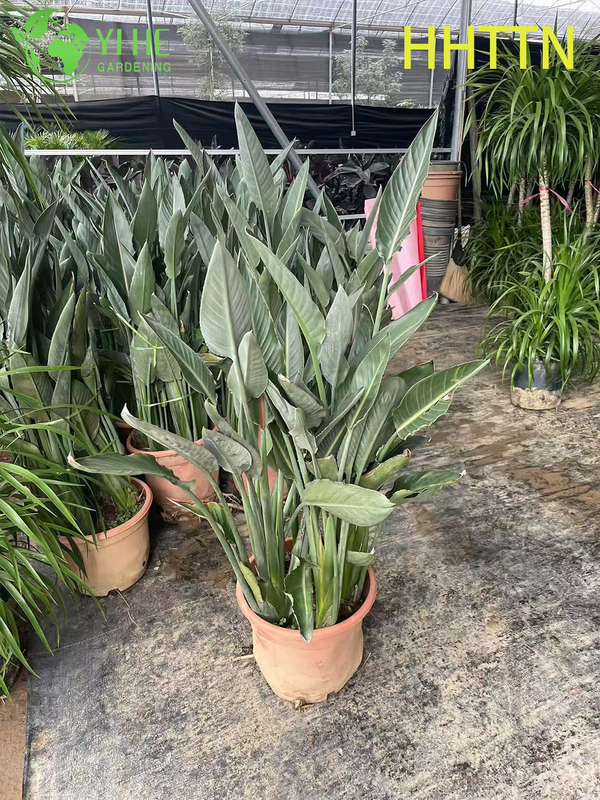 Wholesale Yellow Bird of Paradise Live Strelitzia Tropical Plant Bonsai