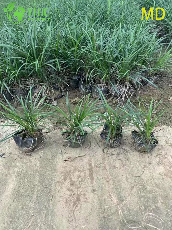 Wholesale Variegated Liriope Lilyturf Live Flowering Groundcover Bonsai
