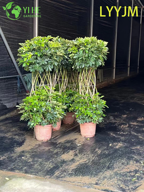 Wholesale Green Schefflera Dwarf Umbrella Tree Live Indoor Plant Bonsai
