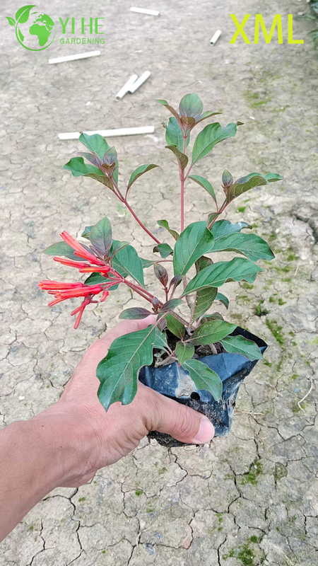 Wholesale Red Firebush Hamelia Live Hummingbird Garden Shrub Bonsai