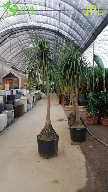 Wholesale Ponytail Palm Elephant's Foot Live Beaucarnea Plant Bonsai