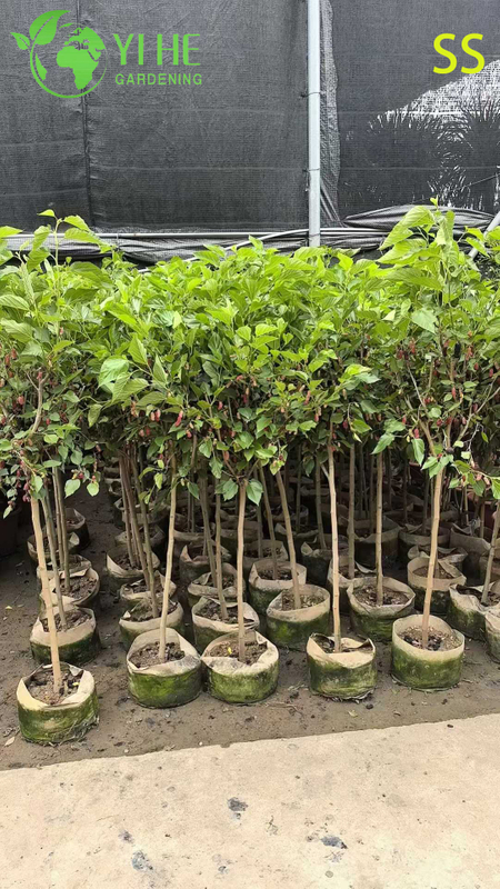 Fast-Growing Mulberry Tree with Sweet Blackberry-like Berries Mulberry Tree