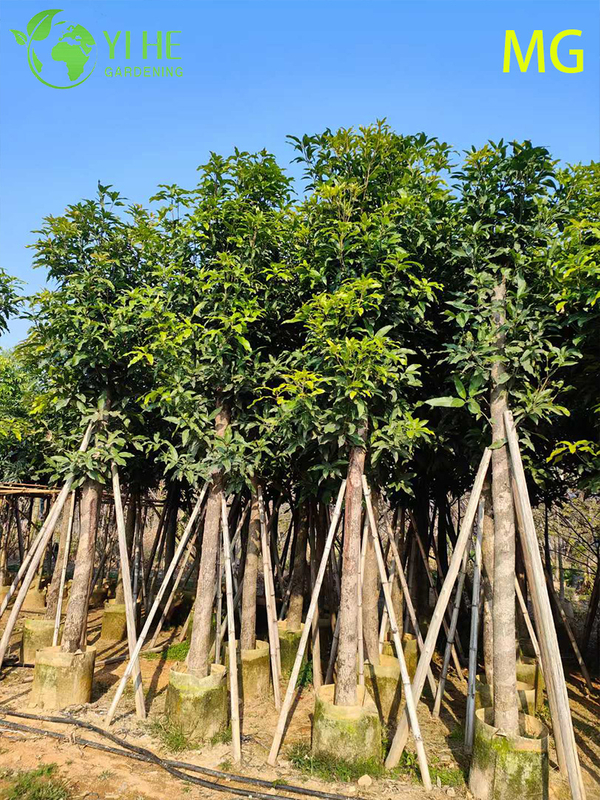 Grafted Live Mango Indica Tree with Sweet Tropical Golden Fruits Bonsai