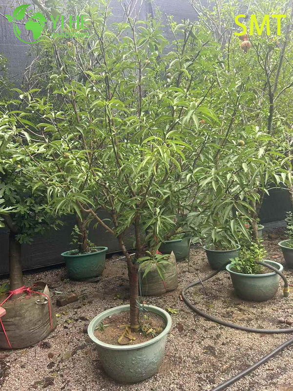 Prunus Persica Honey Peach Tree with Juicy Sweet Aromatic Fruit Bonsai