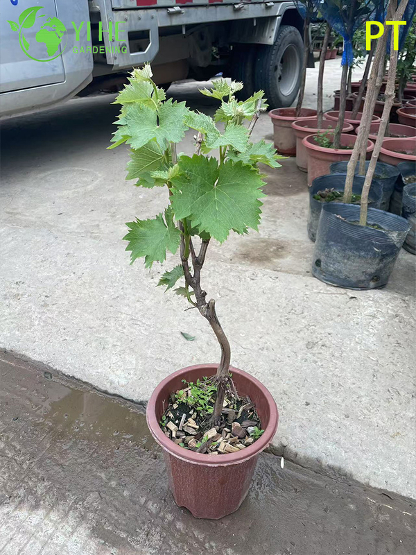 Vitis Vinifera Vineyard-Quality Grapevine Plant Bonsai Tree