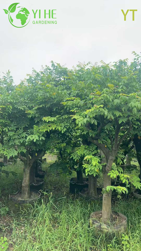 Live Star Fruit Carambola Tree with Sweet Star-Shaped Fruit Averrhoa Carambola Bonsai