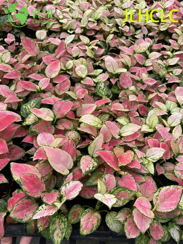 Aglaonema Auspicious RedRed Chinese EvergreenColorful Foliage PlantGood Fortune Plant Seedlings