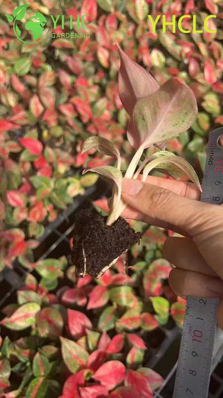 Wholesale Aglaonema Fireworks Live Chinese Evergreen Starter Plug Seedlings