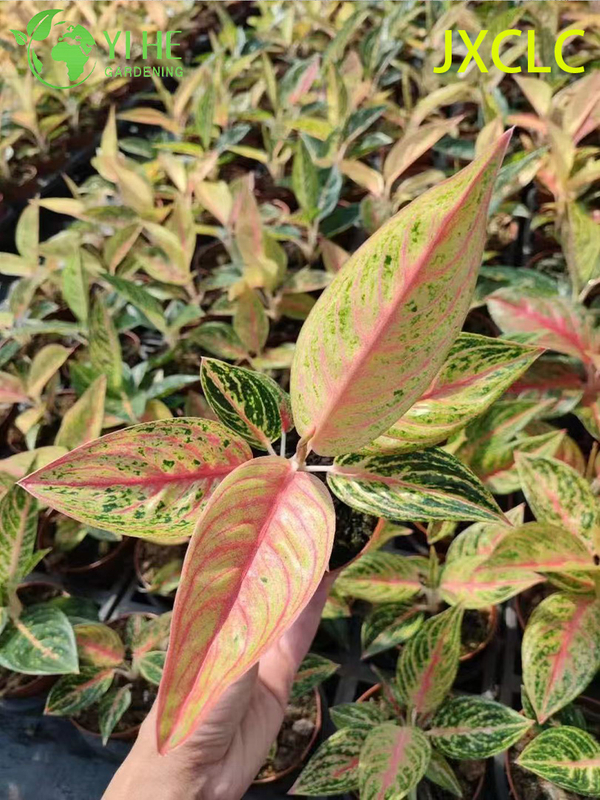 Wholesale Aglaonema Golden Star Live Chinese Evergreen Starter Plug Seedlings