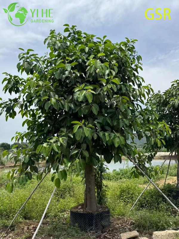 Large Outdoor Evergreen Ficus Altissima Tree for Landscaping Bonsai