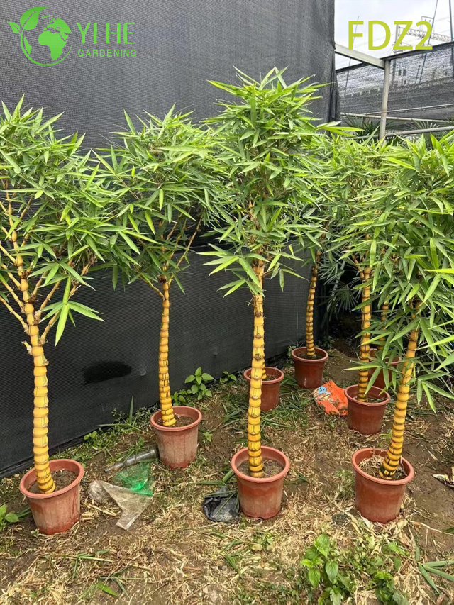 Ornamental Clumping Buddha Belly Bamboo for Bonsai and Screening Bonsai