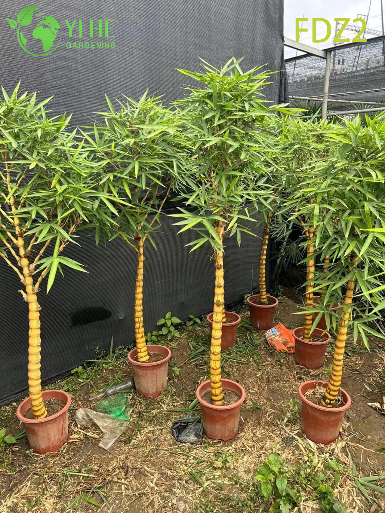 Ornamental Clumping Buddha Belly Bamboo for Bonsai and Screening Bonsai