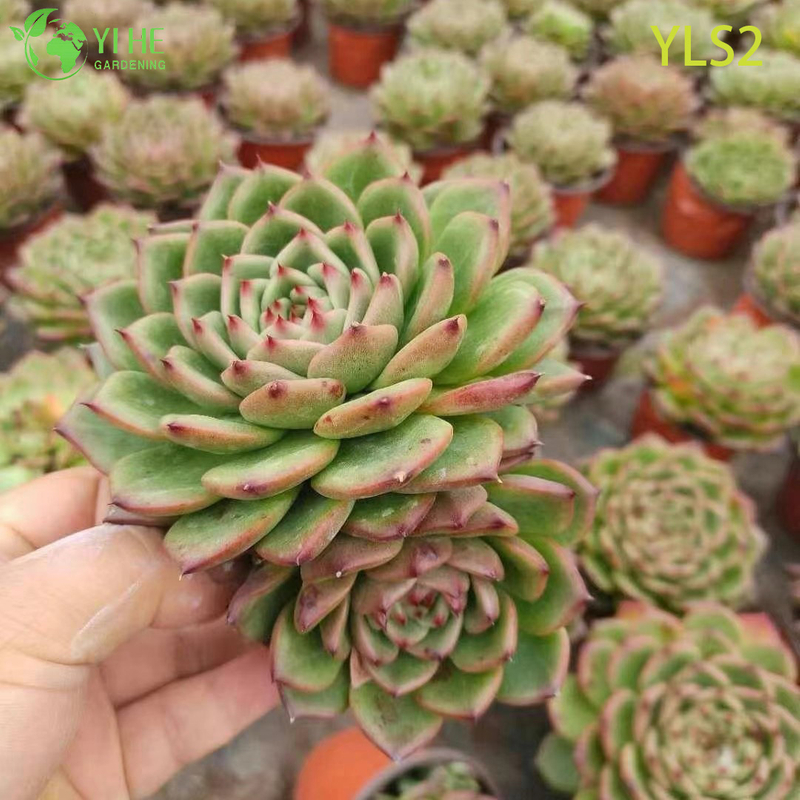 Wholesale Echeveria Taurus Live Korean Hybrid Succulent Plant Bonsai